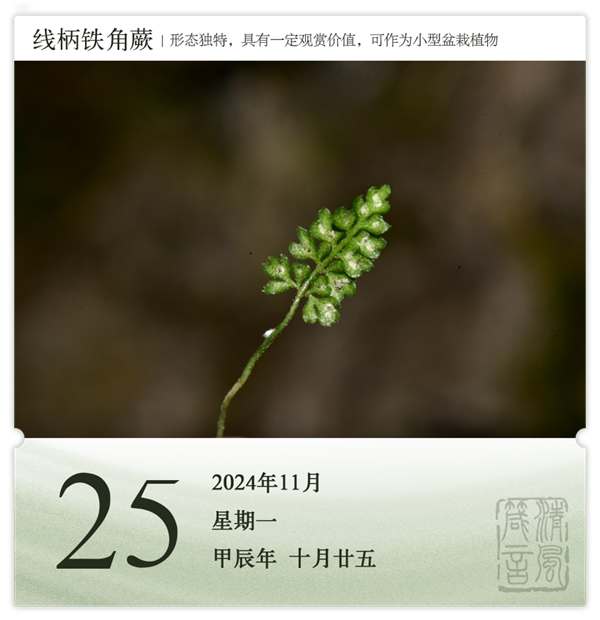 1730189919764459.png 箴历日历11-25.png