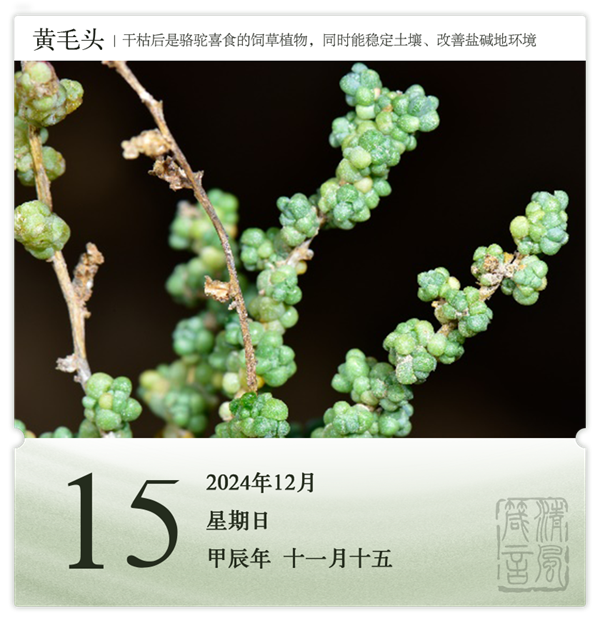 1732870021284489.png 箴历日历12-15.png