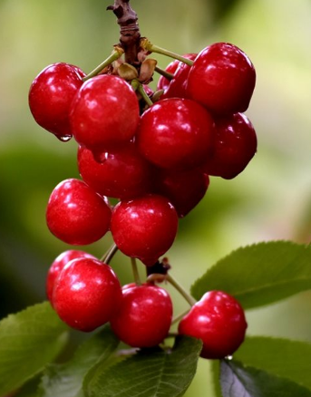 天水樱桃抢“鲜”上市 高铁助力畅销全国