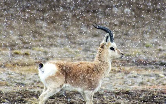 幸福疏勒河——第一季之河源篇（组图/视频）
