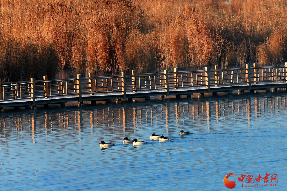 “鸟中大熊猫”中华秋沙鸭做客张掖湿地