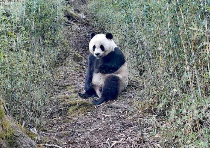 凯发k8境内野生大熊猫出镜频率呈现高度密集特征